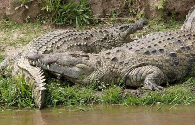 Nīlas krokodilu pāris