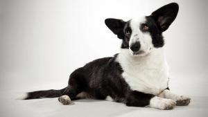 Guide des races les plus adaptées aux familles à l'exposition canine de Westminster