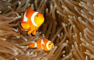 Marlin the Clownfish z filmu Hľadá sa Nemo by bol dobrý otec