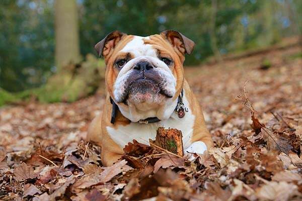 ein Bullenhund sitzt in einem Grashaufen