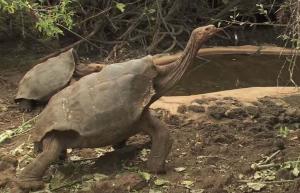 Auglīgais bruņurupucis izglābj sugas, audzējot vairāk nekā 800 mazuļus