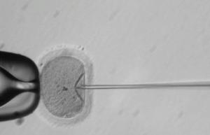 Forskere bruker CRISPR for å redigere sykdommer som forårsaker gener i embryoer