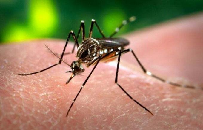 zika komar