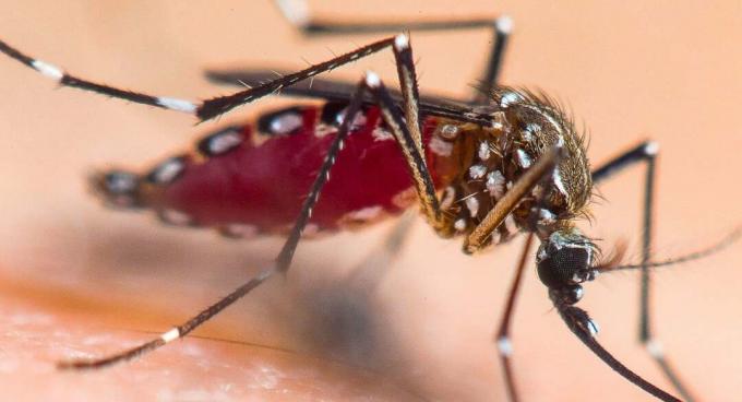 Αξιωματούχοι σε πολλές Πολιτείες προειδοποιούν για σπάνιο, θανατηφόρο ιό που μεταδίδεται από τα κουνούπια