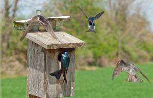 Kuinka saada lapset mukaan lintujen tarkkailuun