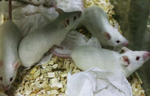 스트레스를 받은 사춘기 쥐는 어린 시절의 외상을 완화하는 데 도움이 될 수 있습니다