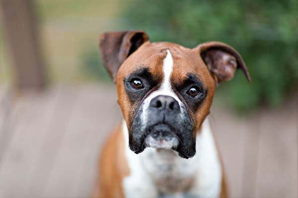 uma foto de close de um cão boxer 