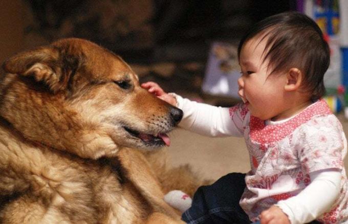 köpekle oynayan bebek