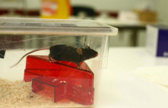 hiiren tieteellinen tutkimus