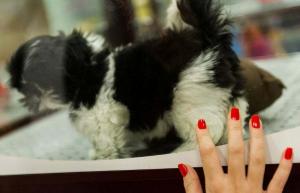 캘리포니아의 Pet Store Puppy Mill Law는 어린이도 구할 것입니다.
