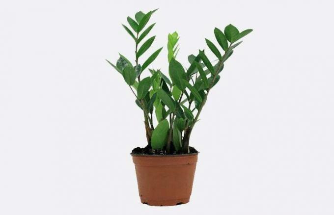 Zamioculcas zamiifolia, ou plante ZZ