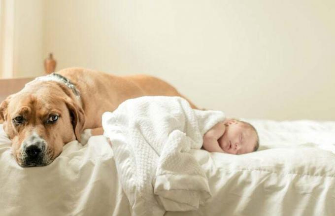 Hond en pasgeboren baby