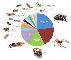 U.S. Homes House Hundratals Tiny Arthropods, undersökningsfynd