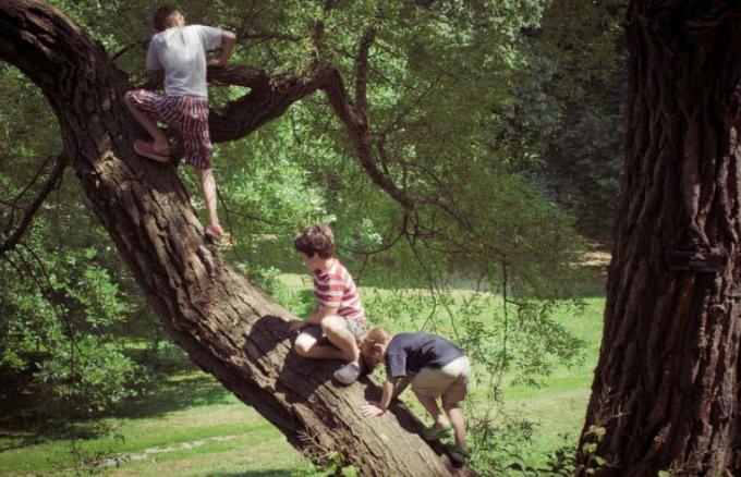 ragazzi che si arrampicano sull'albero